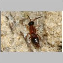 Myrmosa atra - Spinnenameise 03c 6mm bei Lindenius albilabris - OS-Hasbergen Lehmhuegel.jpg